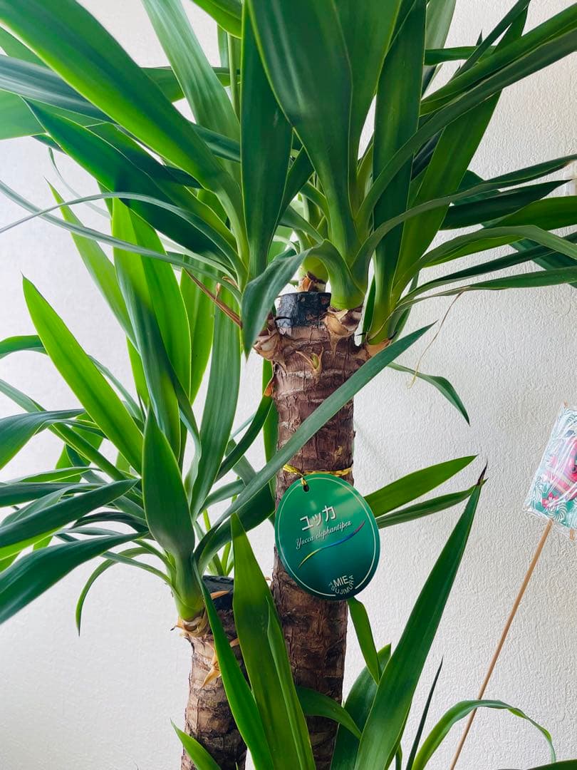 ユッカ 鉢底から約120cm 観葉植物 ラッピング無料 ユッカ 観葉植物