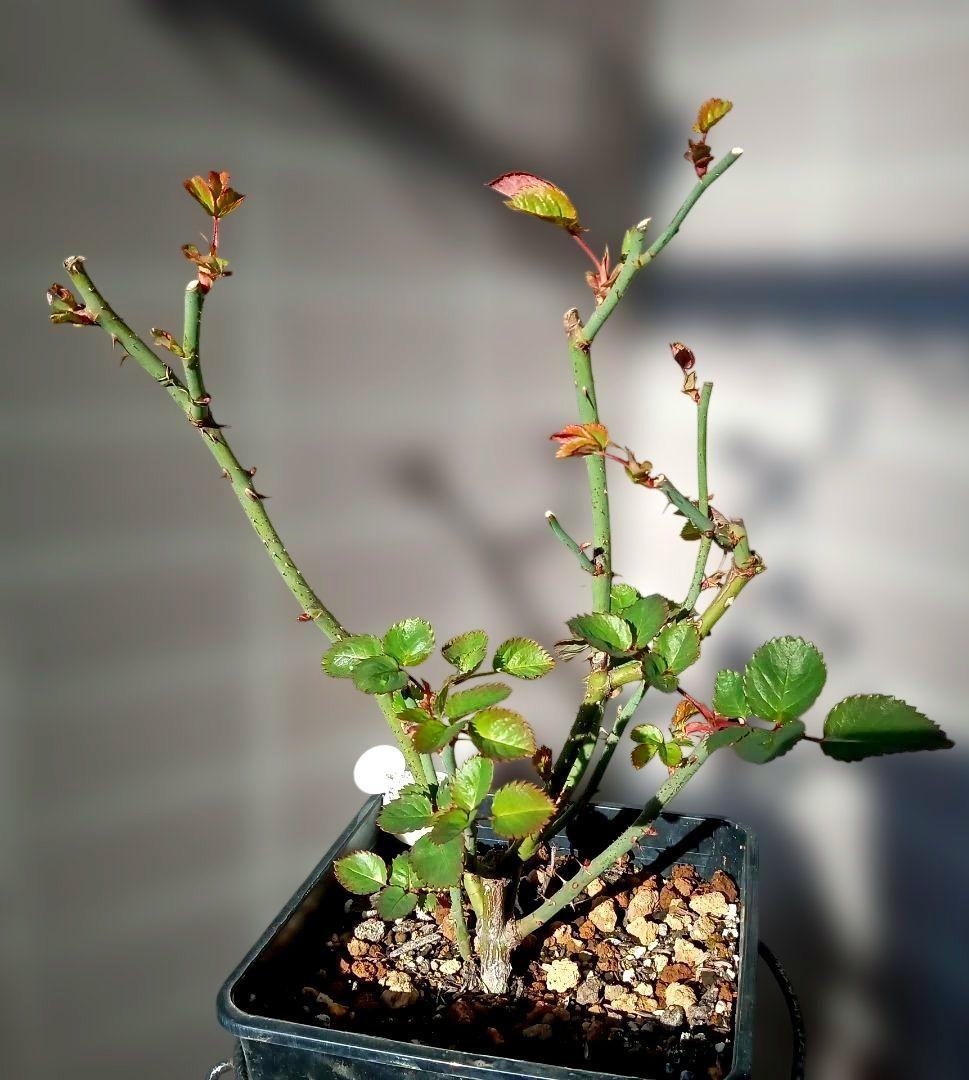 バラ苗　変わり咲き　7号鉢　切り花　花持ち良い