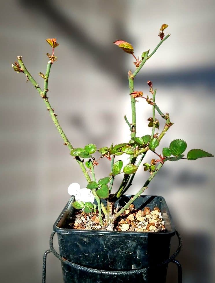 バラ苗　変わり咲き　7号鉢　切り花　花持ち良い