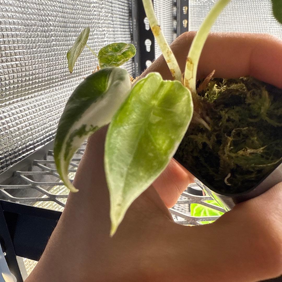 アロカシア マハラニ アルボ