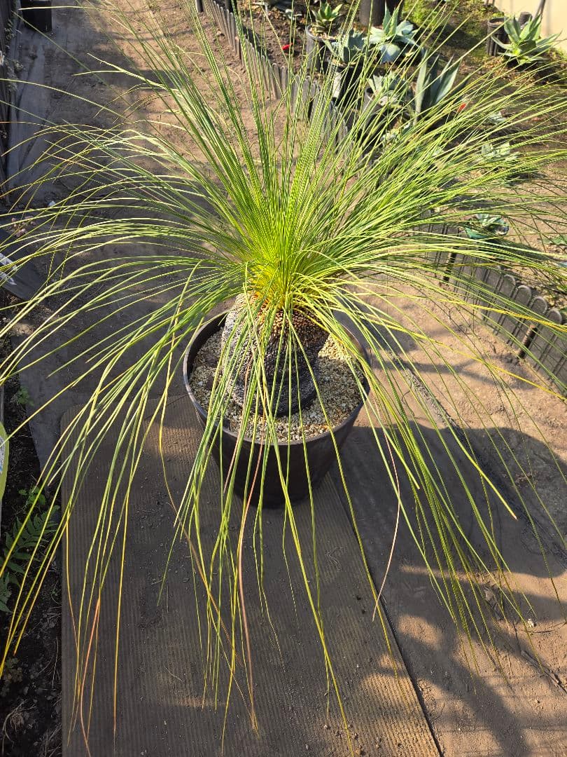 極美　クサントロエア　ジョンソニー　ブラックボーイ