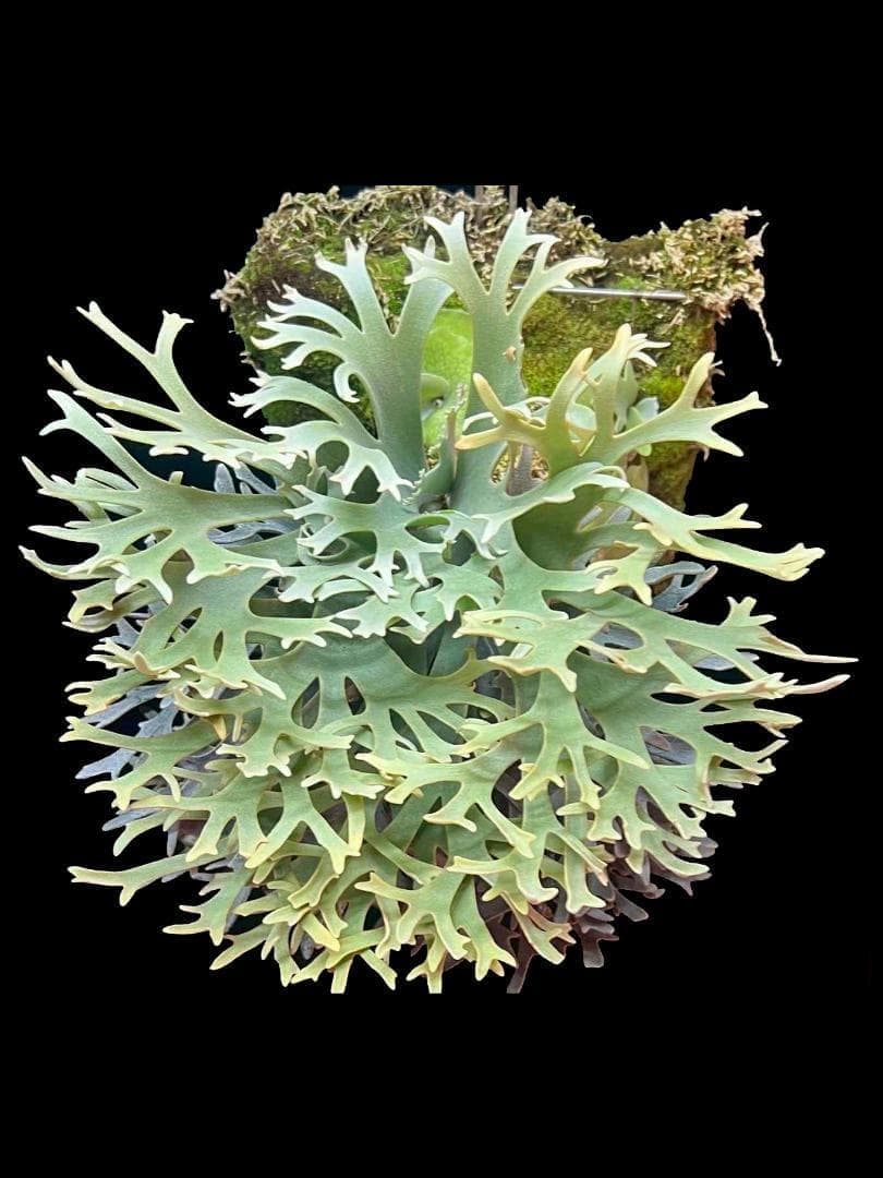 ビカクシダ ウィリンキー YMDS イエロームーンドワーフ スポアYP-011