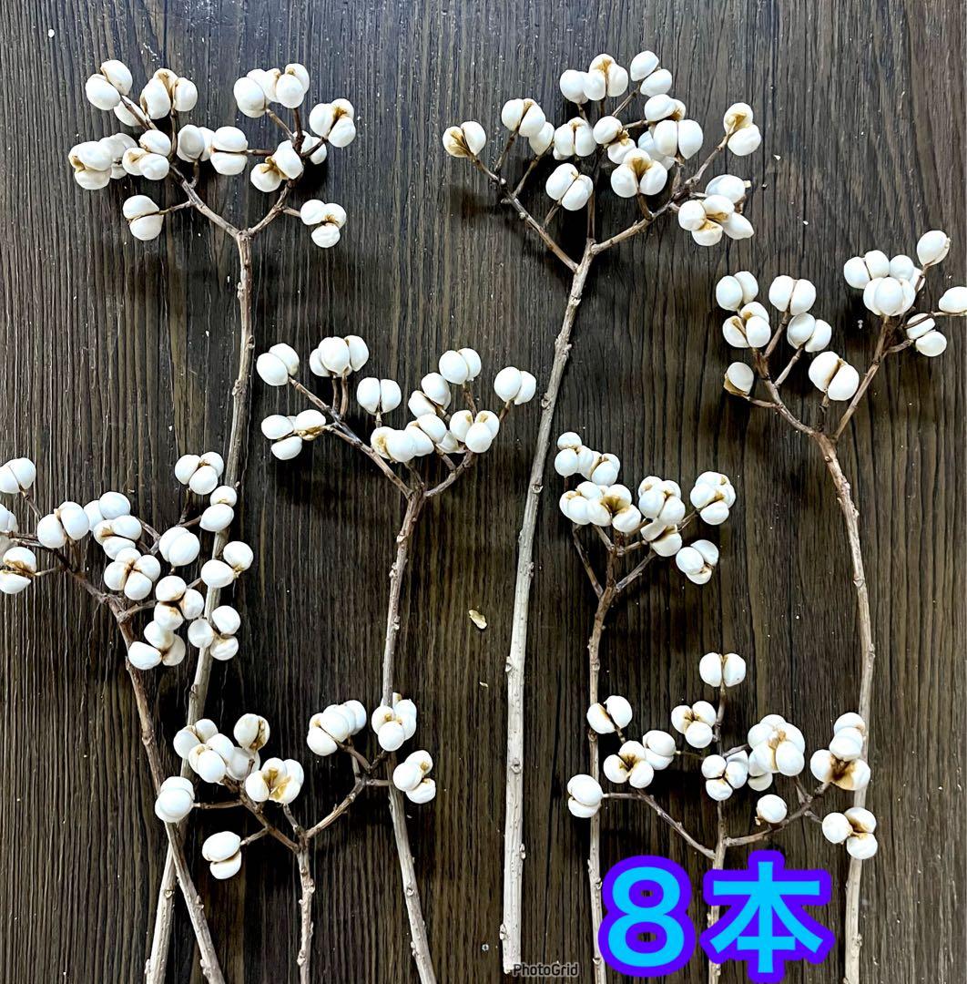 ナンキンハゼ　ドライフラワー