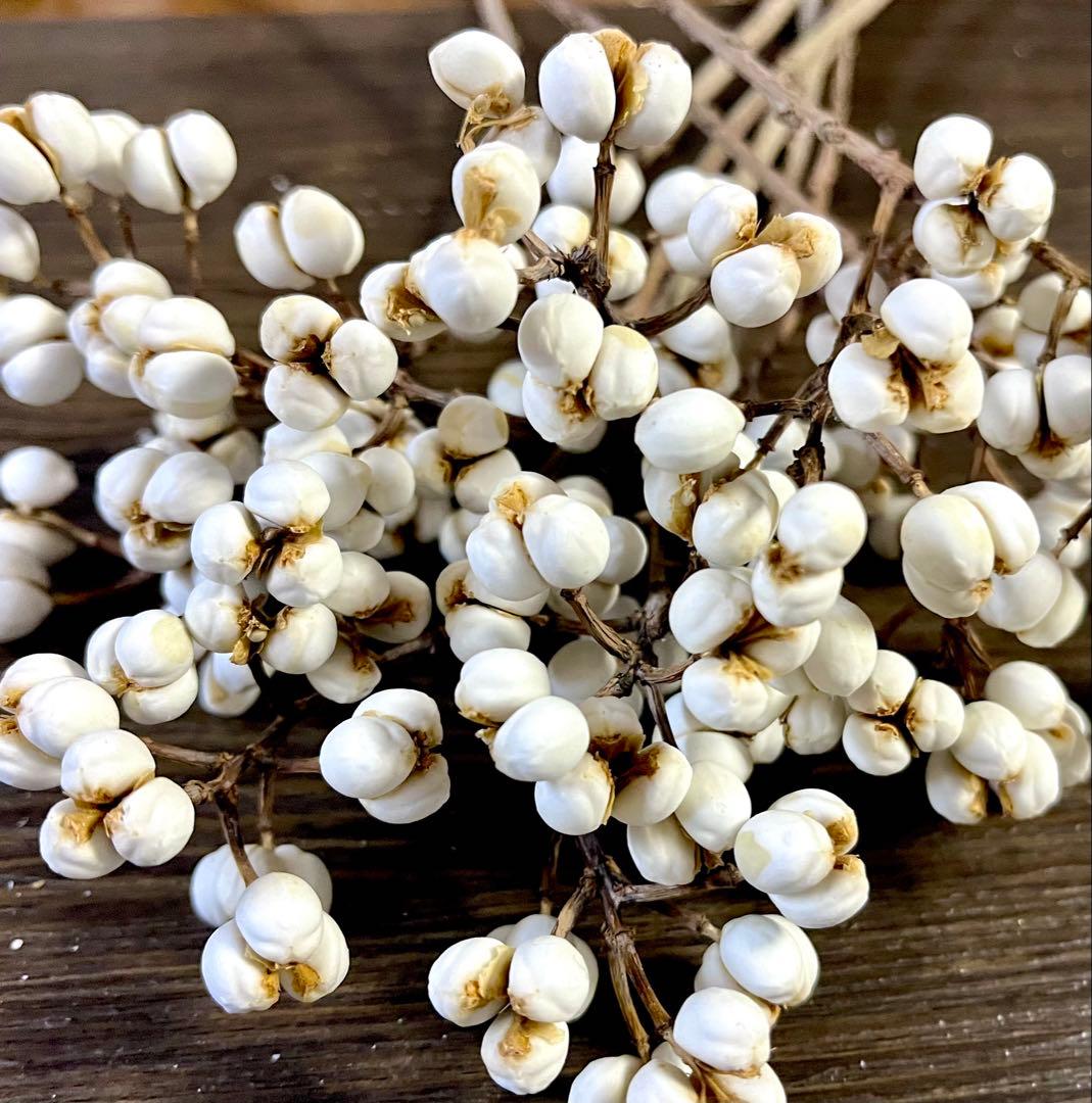 ナンキンハゼ　ドライフラワー