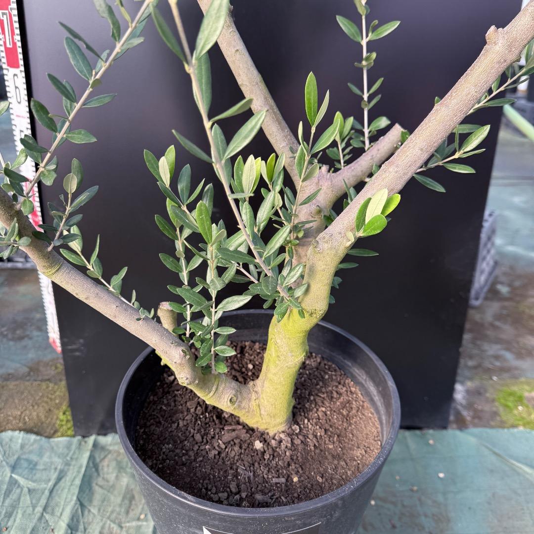 T*a様 【AL1167】オリーブの木　ルッカ　古木