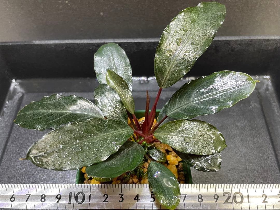 ブセファランドラsp ダークグレイ - メルカリ