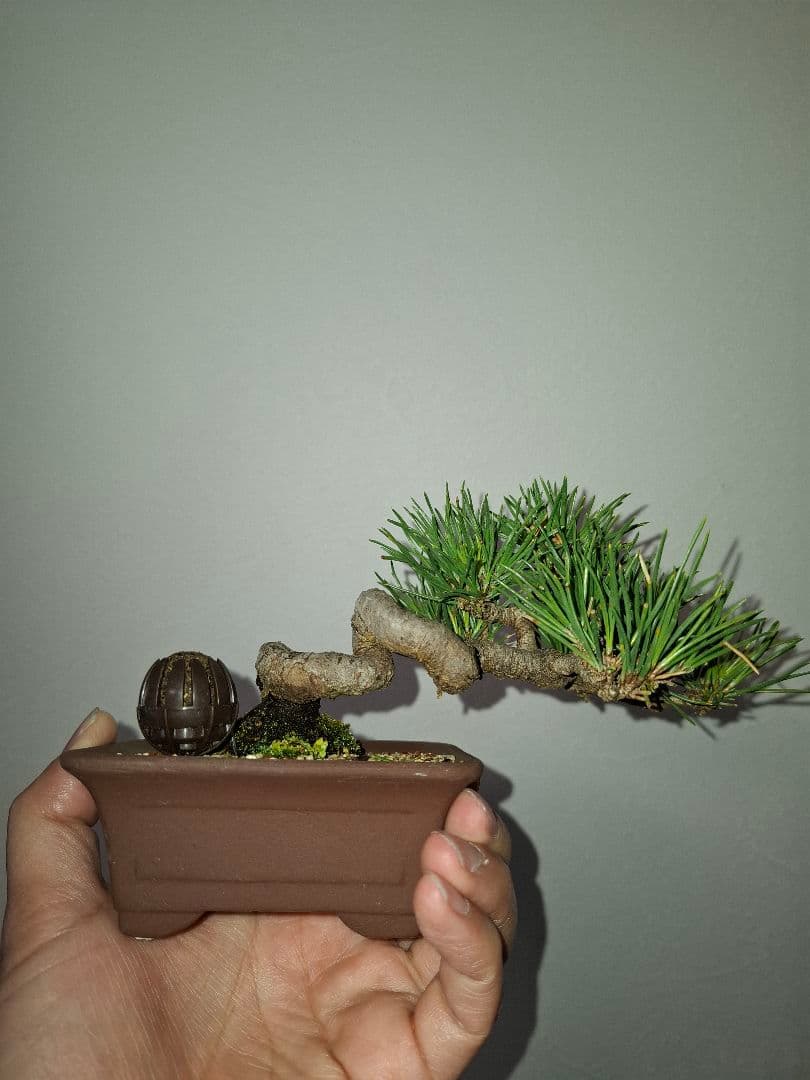 黒松小品盆栽