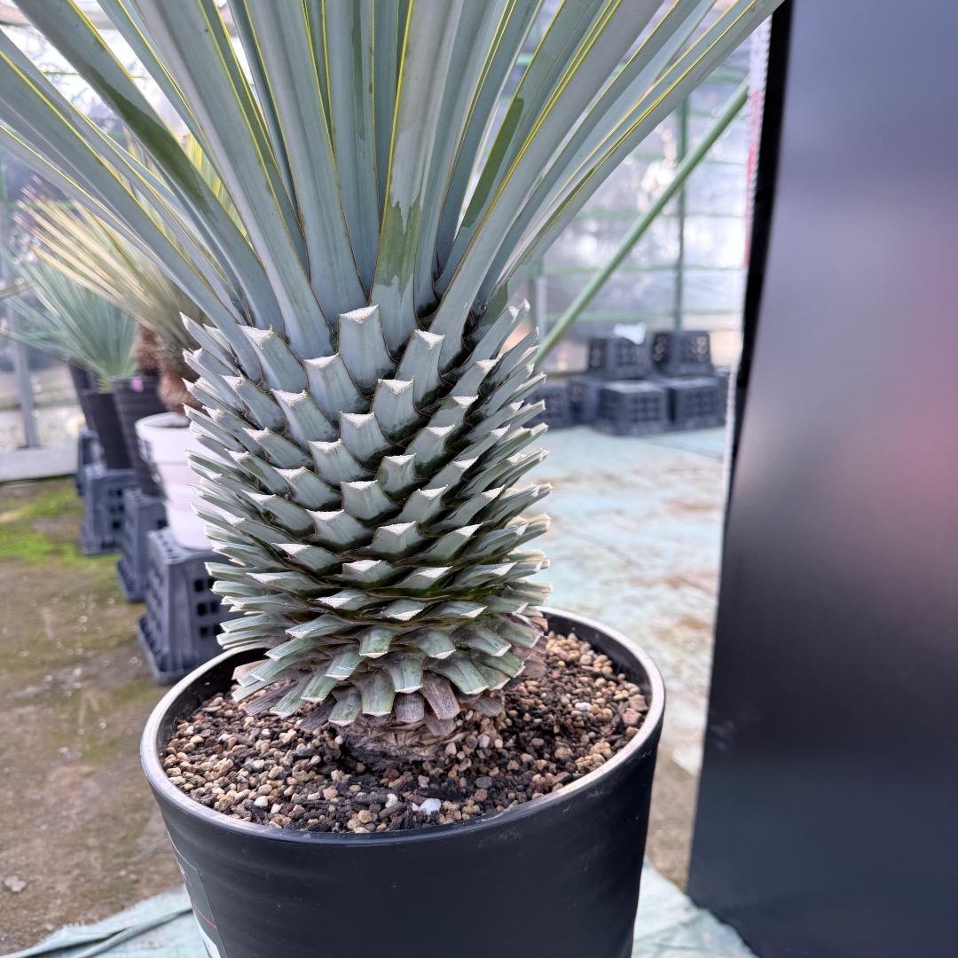 【AL1167】ユッカ　リギダ