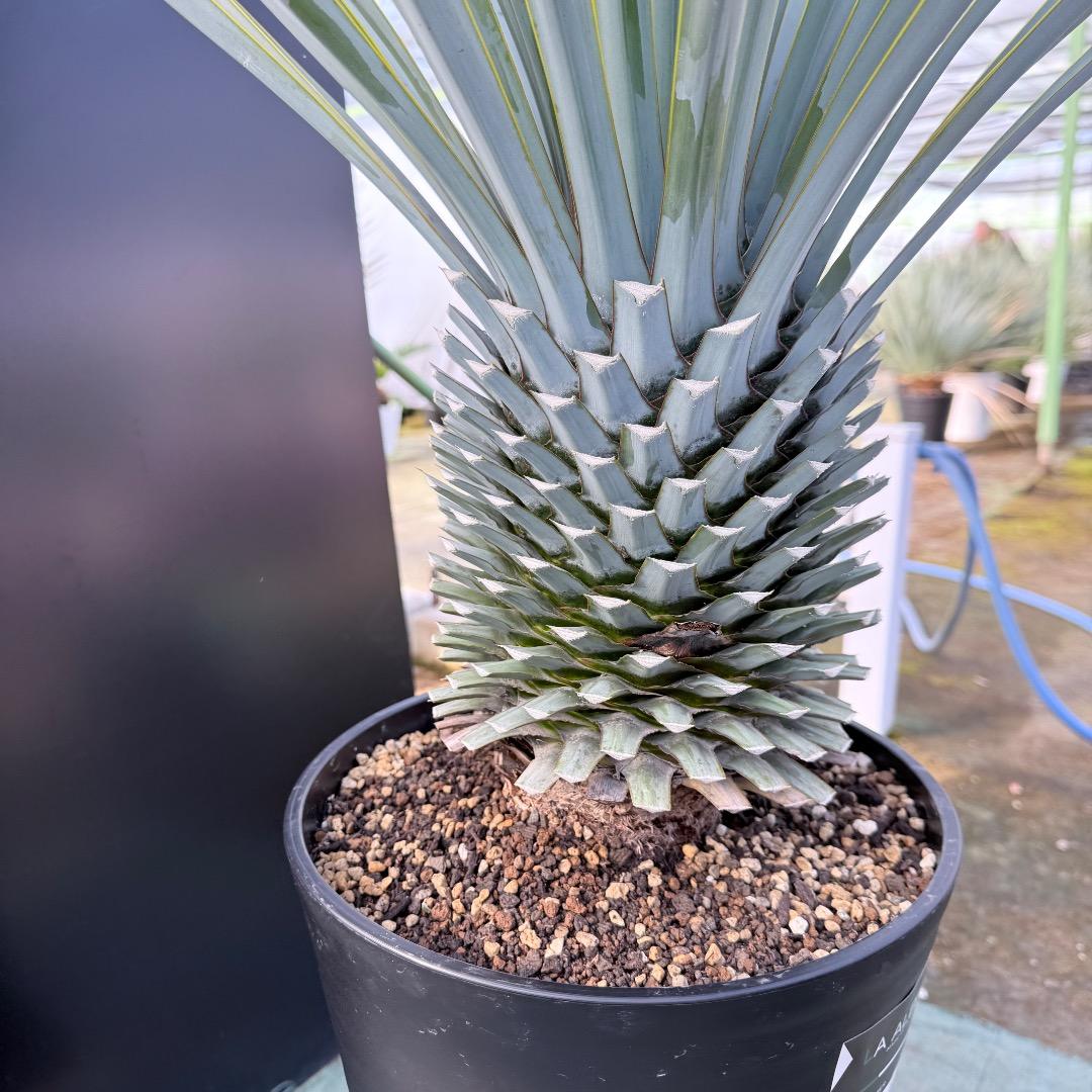 【AL1167】ユッカ　リギダ