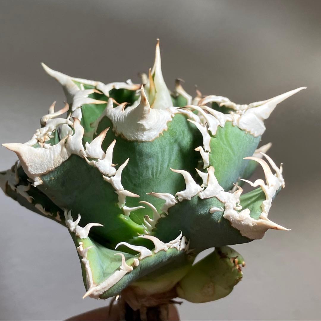 C*7様 【初売りオークション】116 超選抜　優秀　太棘　子株付き　アガベ　白