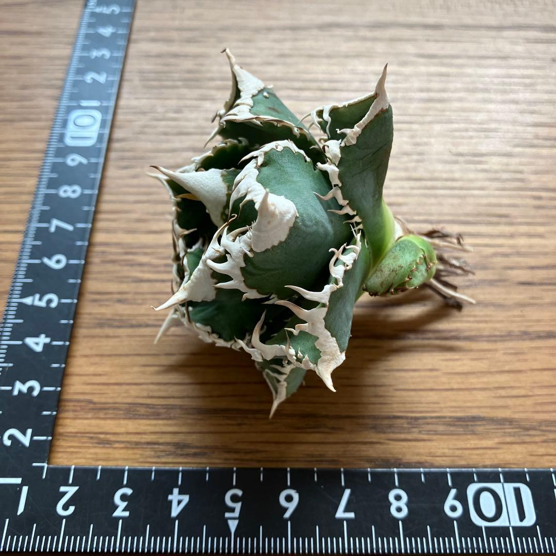 C*7様 【初売りオークション】116 超選抜　優秀　太棘　子株付き　アガベ　白