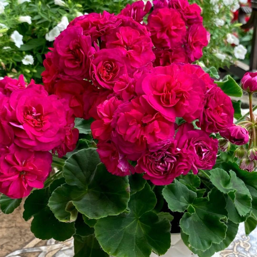 レア品種ゼラニウム 海外品種ゼラニウム ASFR01 - メルカリ