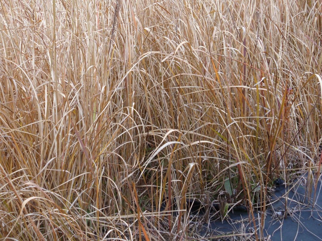 動作確認済み Panasonic LUMIX DMC-LZ2 スマホ転送OK