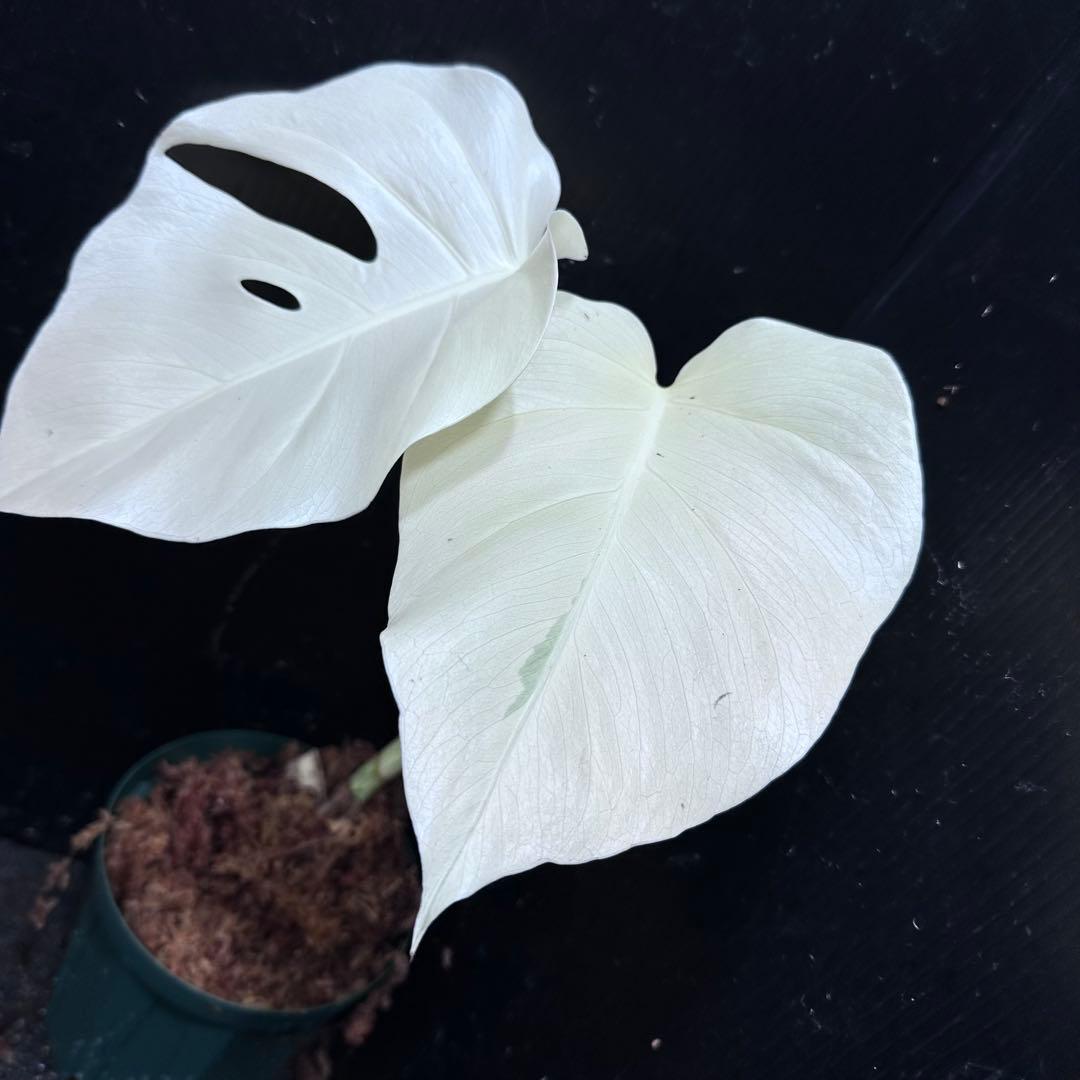 マ*ン様 斑入りモンステラ極上ホワイトタイガーフルムーン4号鉢植え発根済み