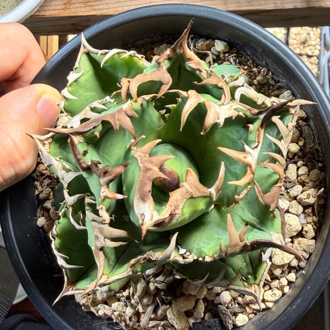 更新】皇冠 アガベ 子株4個付き親株 発根済み