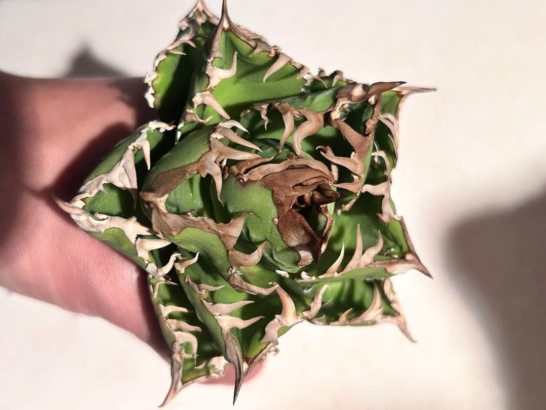 更新】皇冠 アガベ 子株4個付き親株 発根済み