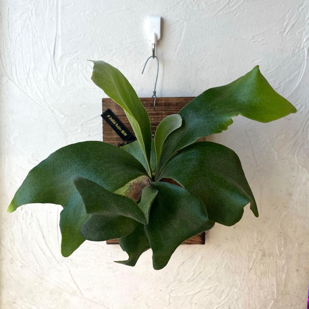 ビカクシダ ヒリー 風神 板付 - メルカリ