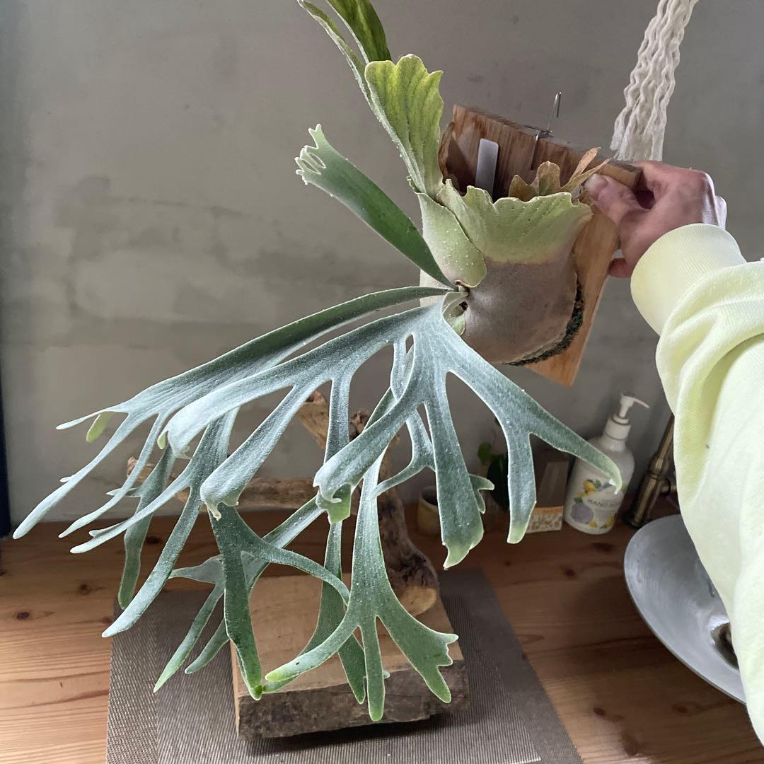 P.willinckii moon light spore① - ビカクシダアウトレット 価格 通販