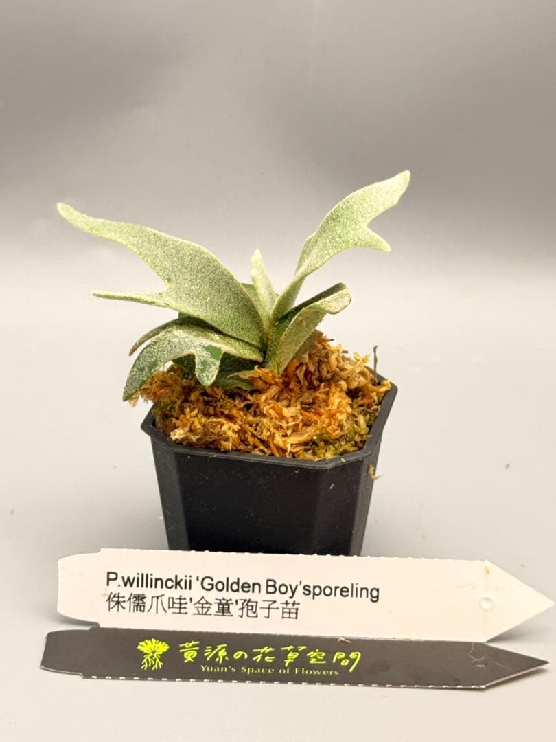 佐*武様 ビカクシダP.willinckii Golden Boy sporeド