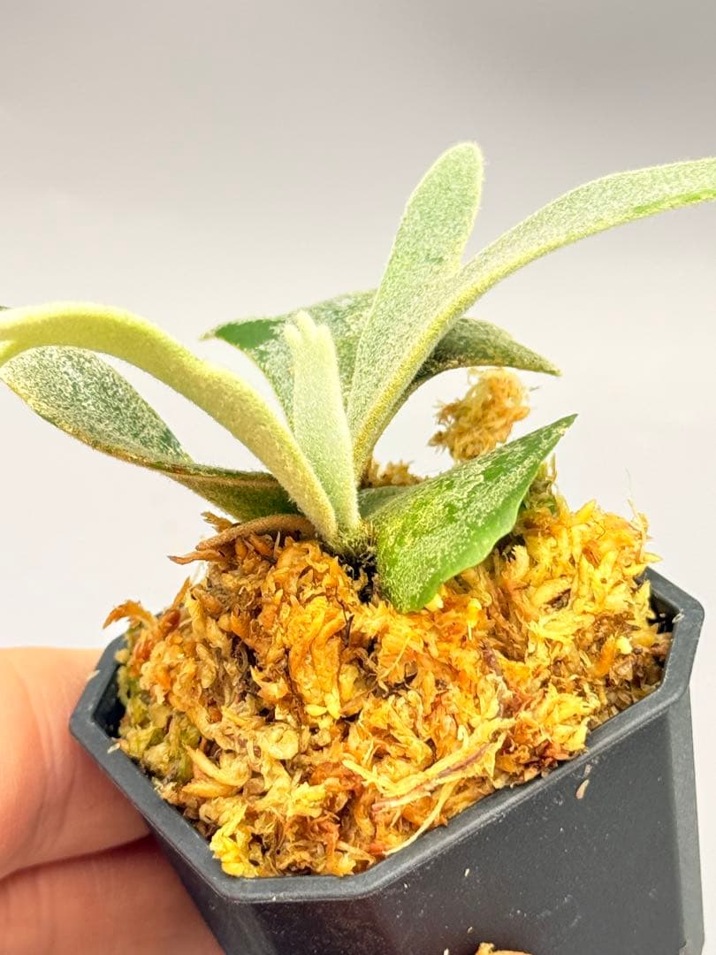 佐*武様 ビカクシダP.willinckii Golden Boy sporeド