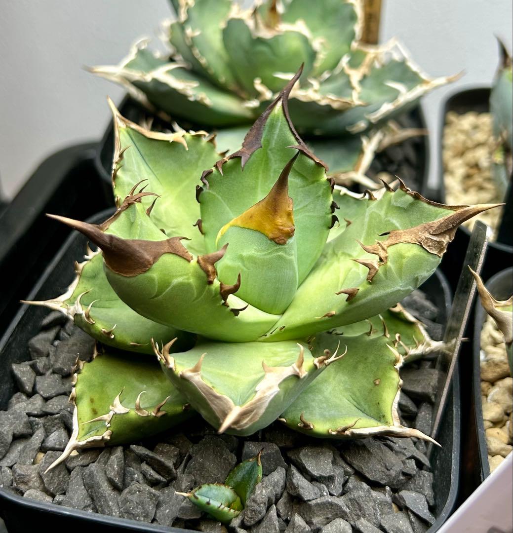 アガベ オテロイ 実生 選抜 子株 - メルカリ