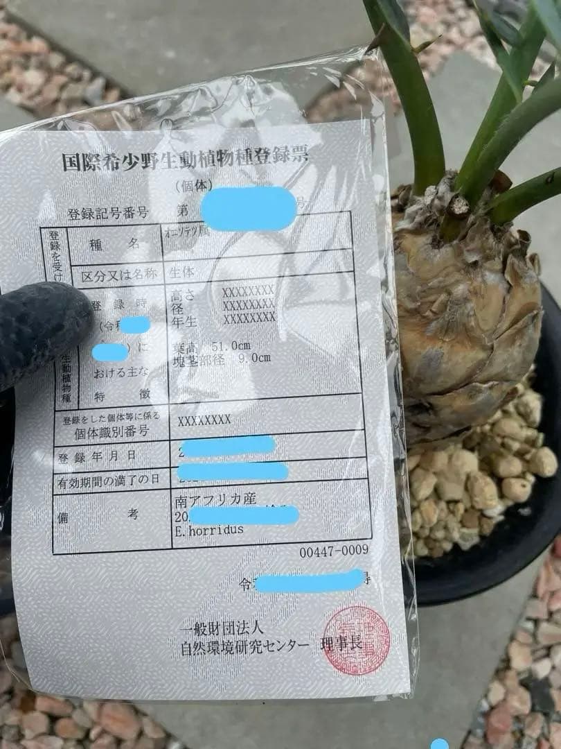 Encephalartos ホリダス　発根済み