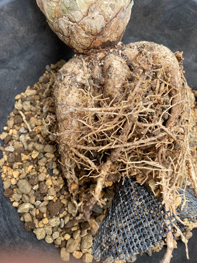 Encephalartos ホリダス　発根済み