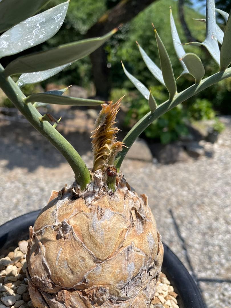 Encephalartos ホリダス　発根済み