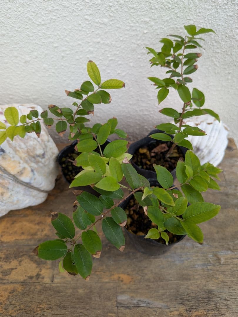 ジャボチカバ実生苗、15鉢セット 約10cm