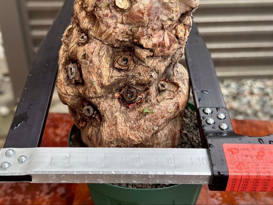 ユーフォルビア ムランジーナ 現地株