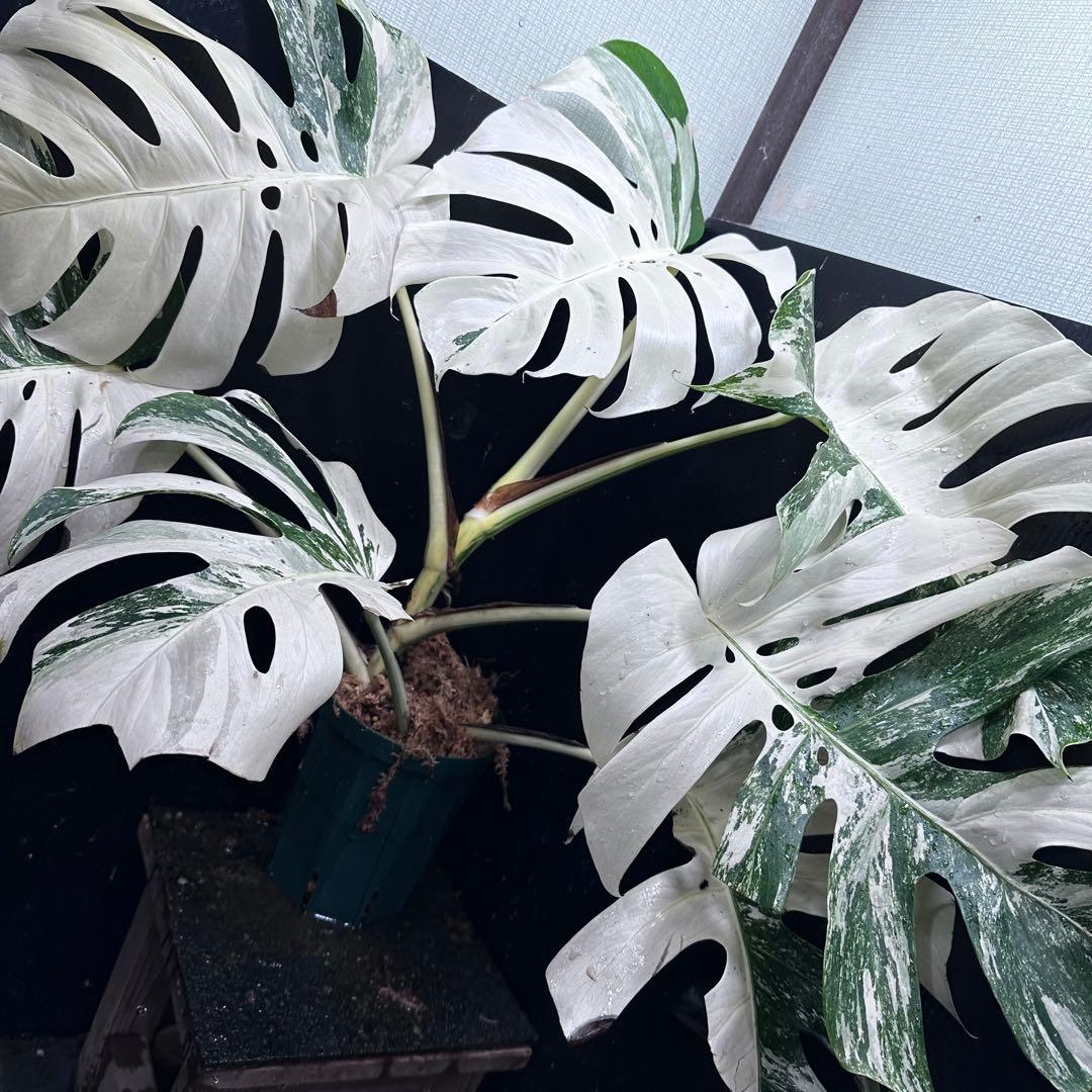 あ*き様 斑入りモンステラ ホワイトタイガー極美大株81cm白斑多レア