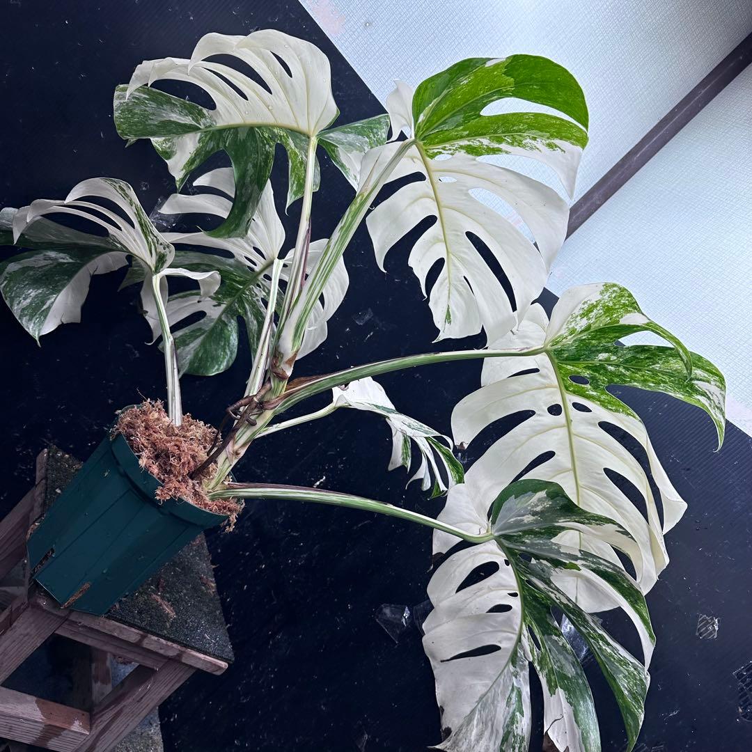 あ*き様 斑入りモンステラ ホワイトタイガー極美大株81cm白斑多レア