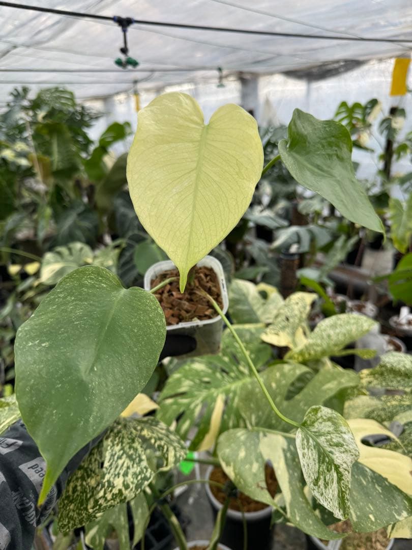 H9モンステラ　ホワイトモンスター　天津蘭