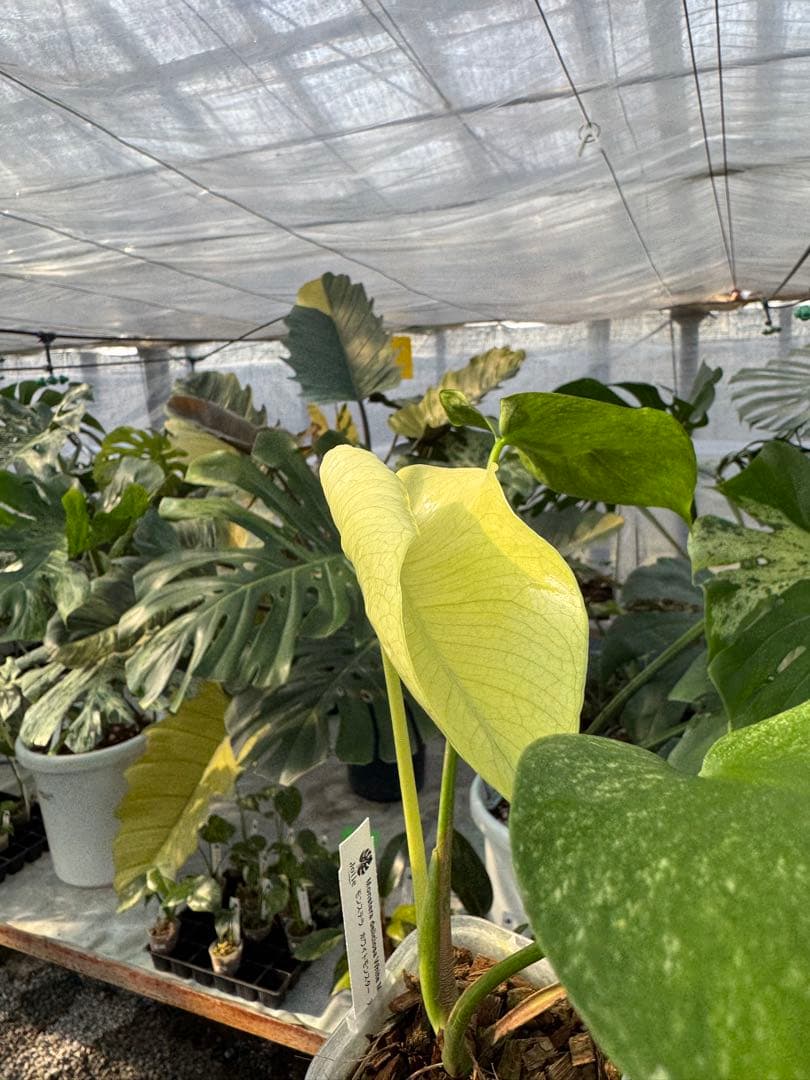 H9モンステラ　ホワイトモンスター　天津蘭