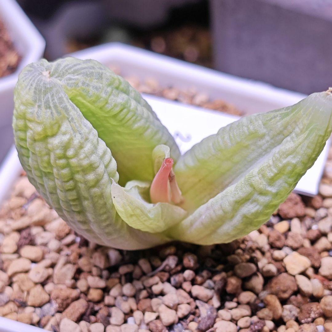 ブルビネ bulbine vitrea 親株