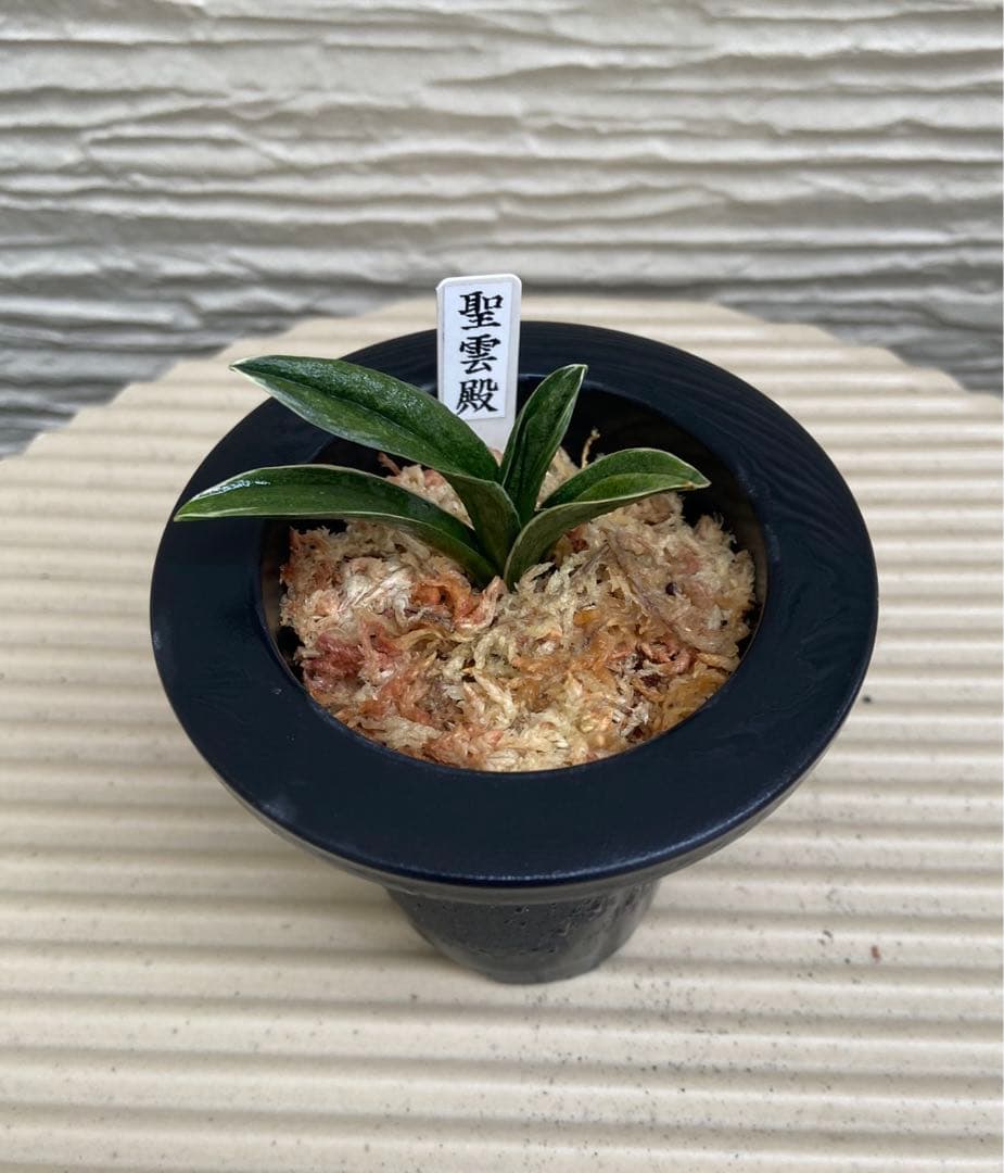 万年青 おもと 聖雲殿（せいうんでん）2才苗