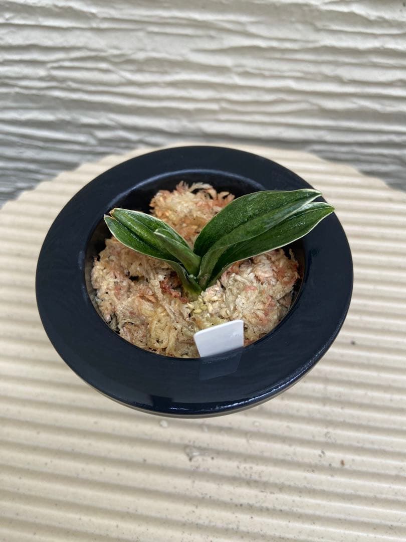 万年青 おもと 聖雲殿（せいうんでん）2才苗