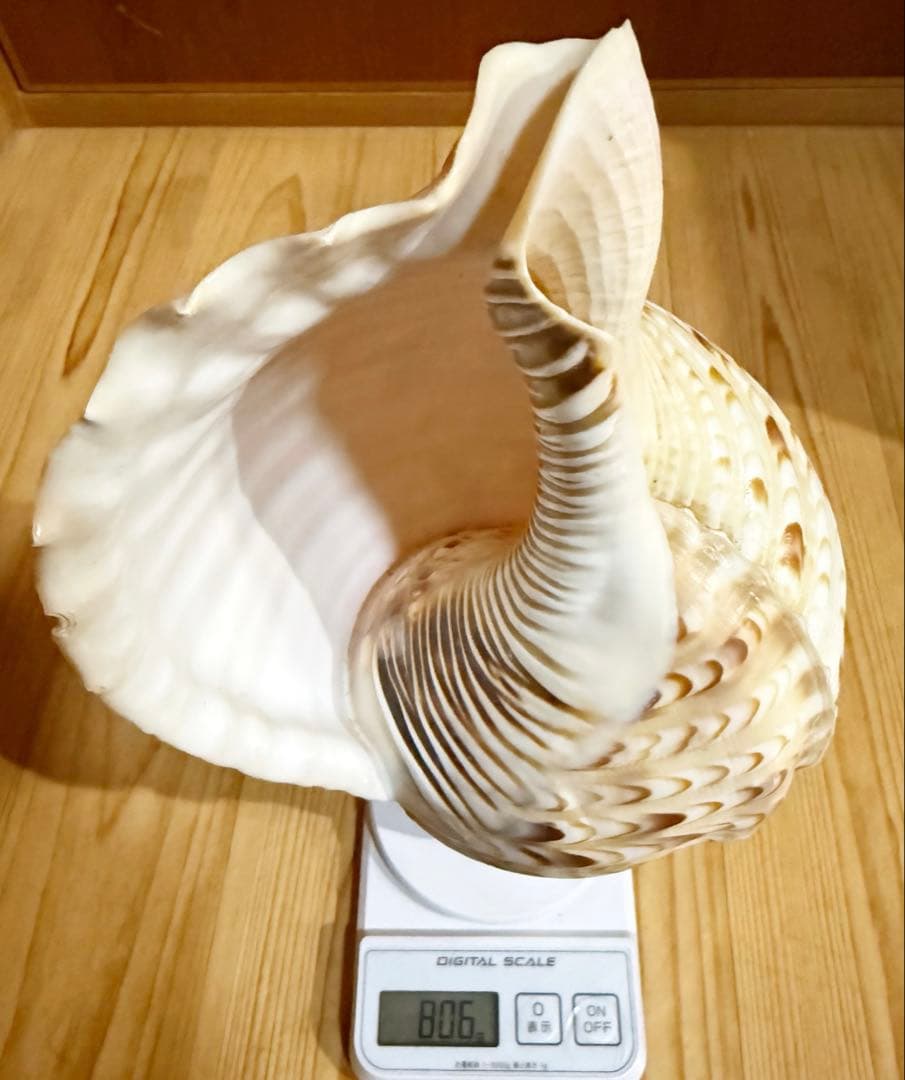 修験道法螺貝　山伏　密教　熊よけ　魔除け❣️ほら貝　ホラガイ