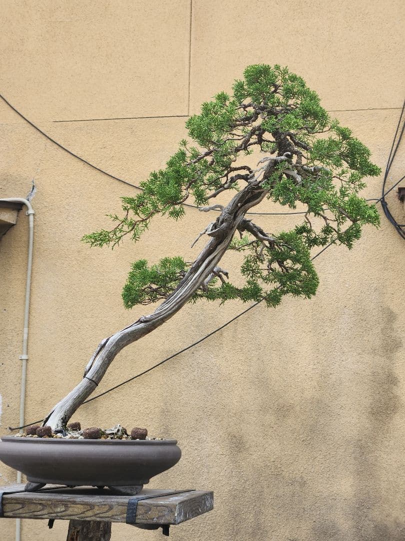 糸魚川真柏盆栽 五葉松盆栽 真柏盆栽 懸崖 真柏 黒松 赤松 五葉松