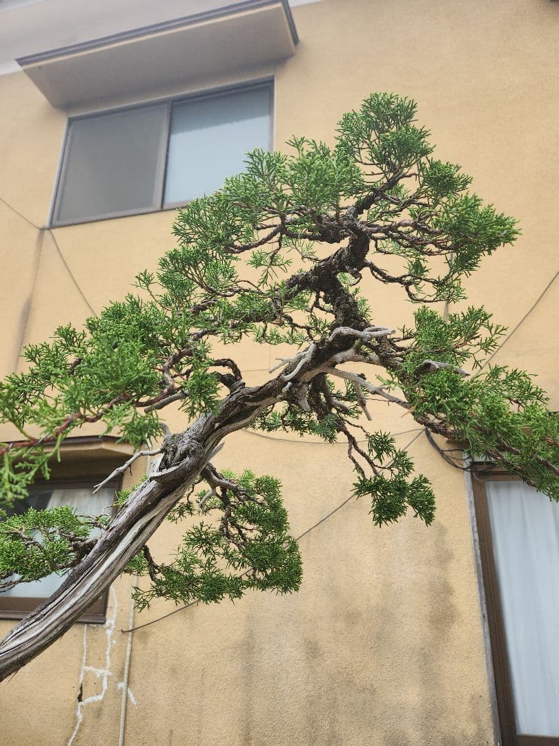 糸魚川真柏盆栽 五葉松盆栽 真柏盆栽 懸崖 真柏 黒松 赤松 五葉松