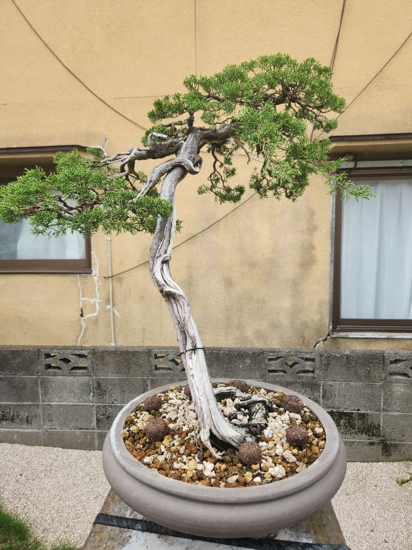 糸魚川真柏盆栽 五葉松盆栽 真柏盆栽 懸崖 真柏 黒松 赤松 五葉松