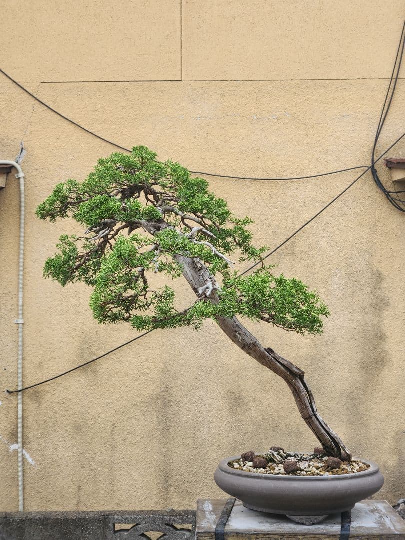 糸魚川真柏盆栽 五葉松盆栽 真柏盆栽 懸崖 真柏 黒松 赤松 五葉松