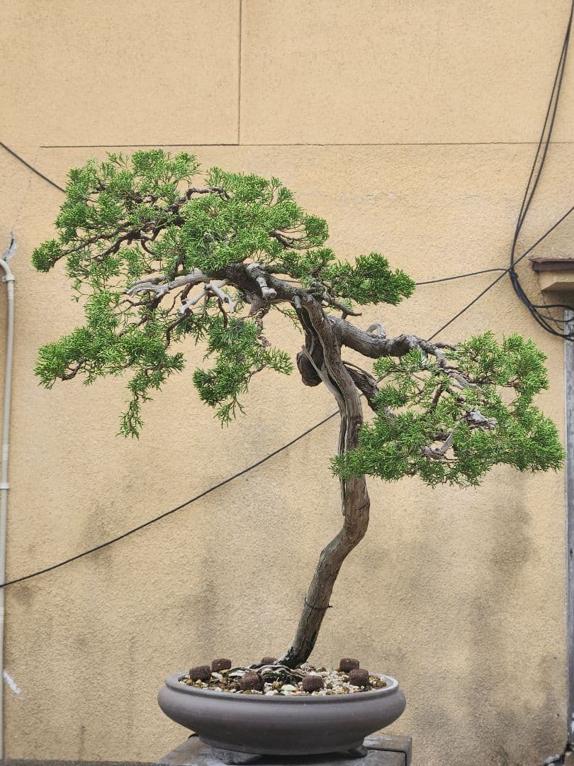 糸魚川真柏盆栽 五葉松盆栽 真柏盆栽 懸崖 真柏 黒松 赤松 五葉松