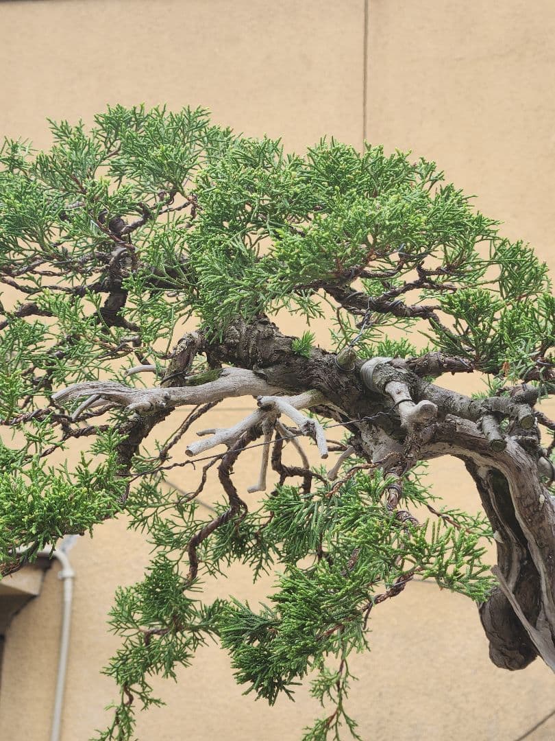 糸魚川真柏盆栽 五葉松盆栽 真柏盆栽 懸崖 真柏 黒松 赤松 五葉松
