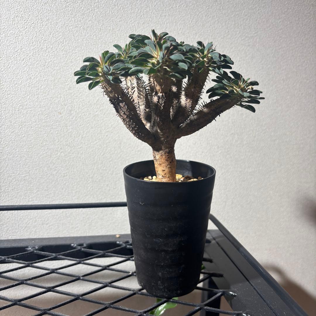 ユーフォルビアギラウミニアナ 3 現地球 良形 鉢ごとメルカリ便発送