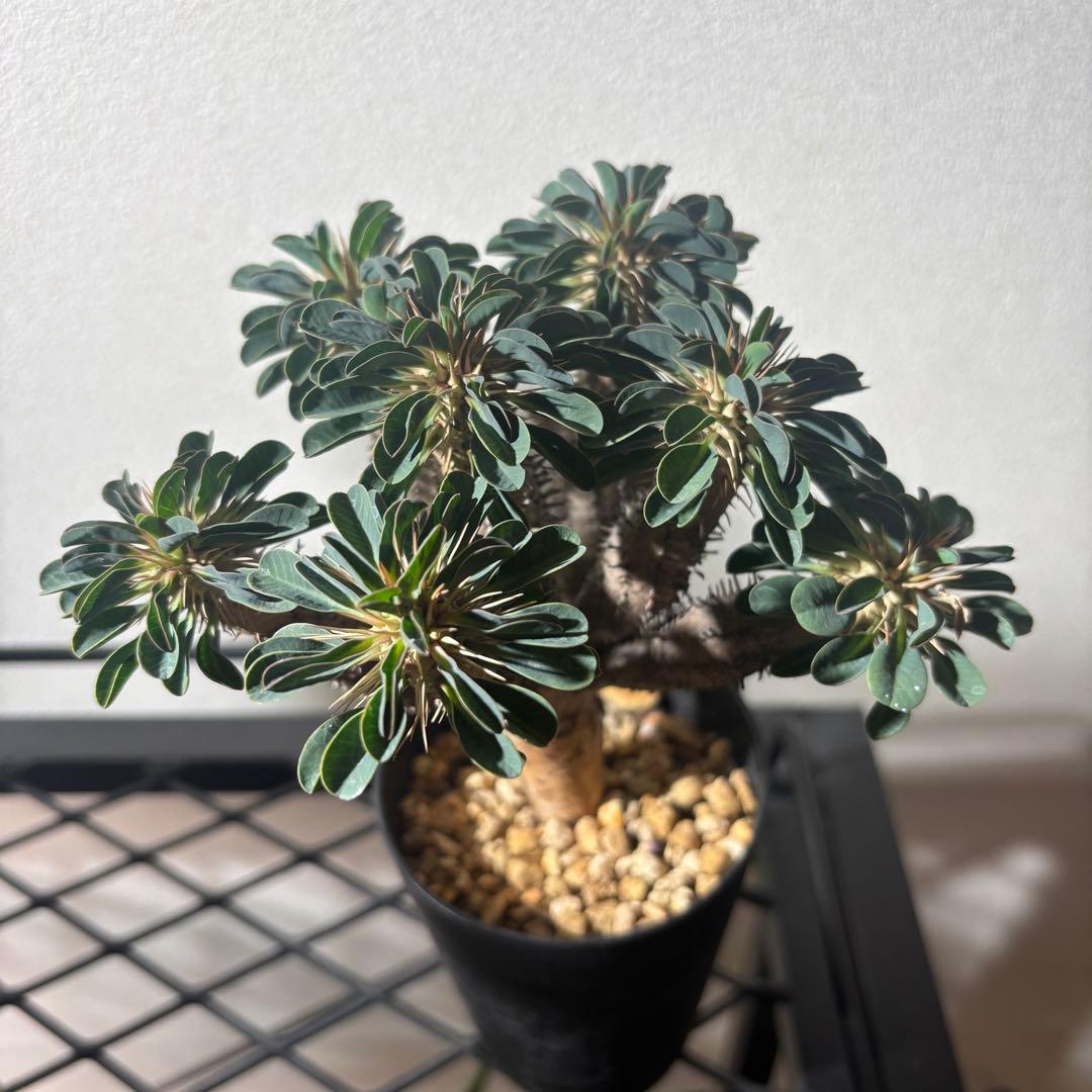 ユーフォルビアギラウミニアナ 3 現地球 良形 鉢ごとメルカリ便発送