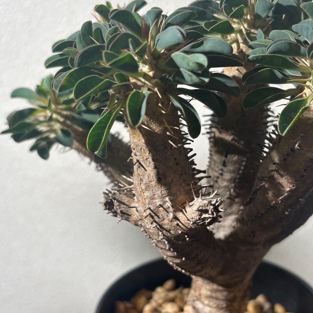 ユーフォルビアギラウミニアナ 3 現地球 良形 鉢ごとメルカリ便発送