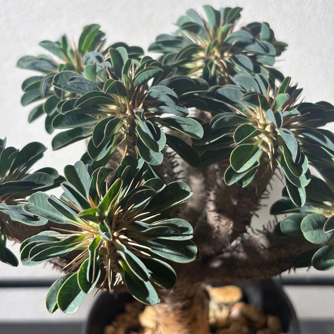 ユーフォルビアギラウミニアナ 3 現地球 良形 鉢ごとメルカリ便発送