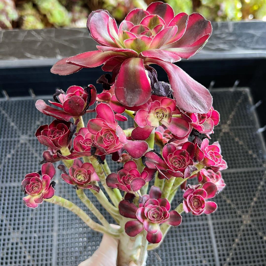 新入荷 アエオニウム シャネル (木立群生) 法師錦 観葉植物 - メルカリ