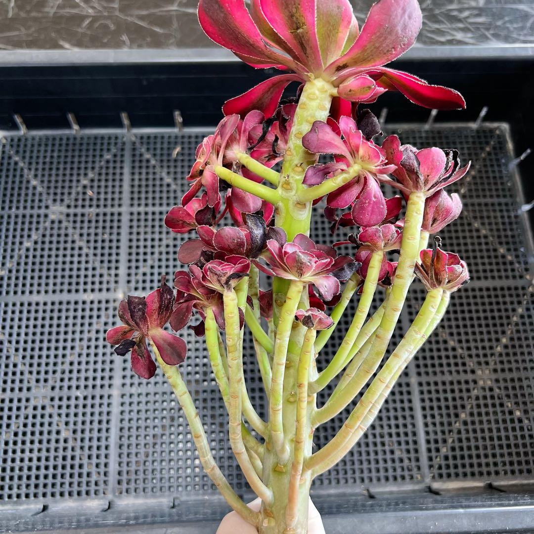 新入荷 アエオニウム シャネル (木立群生) 法師錦 観葉植物 - メルカリ